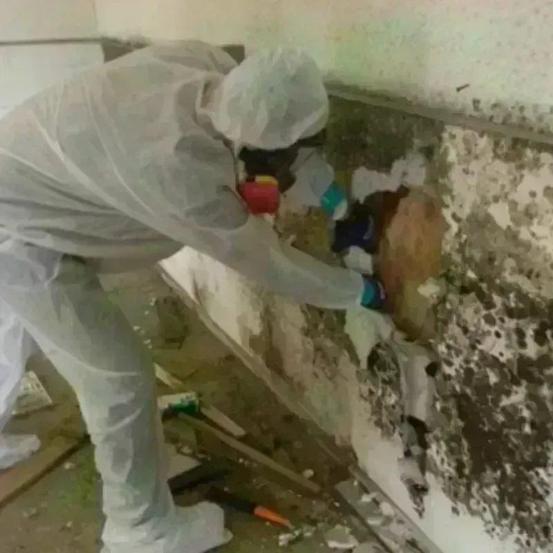 Mold Remediation and Removal in China Lake Acres, CA